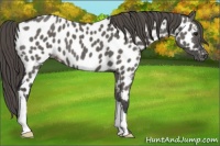 Horse Color:Grullo Appaloosa 