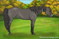 Horse Color:Grullo Appaloosa