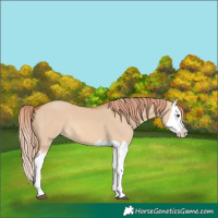 Horse Color:Red Dun Splash 