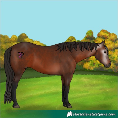 Horse Color:Gray Bay 