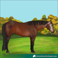 Horse Color:Gray Bay