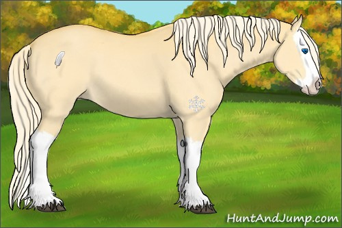 Horse Color:Palomino Dun Splash 