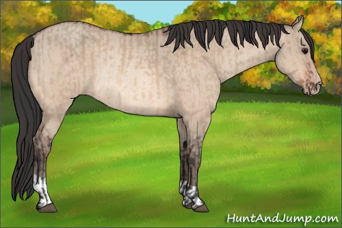 Horse Color:Bay Dun Rabicano  and Amber Champagne Dun Rabicano 