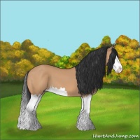 Horse Color:Bay Dun Splash 