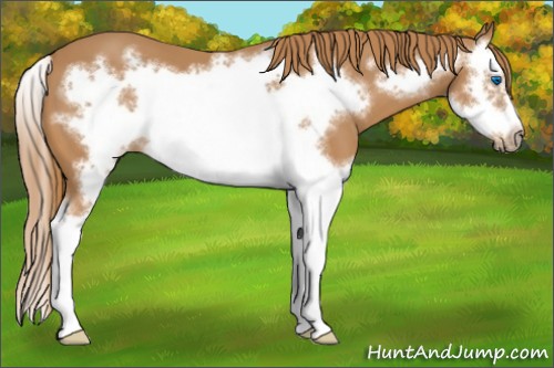 Horse Color:Chestnut Splash Frame 