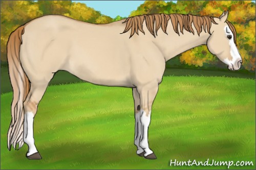 Horse Color:Red Dun Splash 