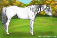 Horse Color:White Spotted Black Splash Tobiano Frame Appaloosa 