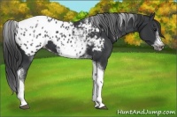 Horse Color:White Spotted Black Splash Tobiano Frame Appaloosa 