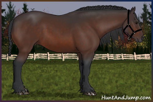 Horse Color:Bay 