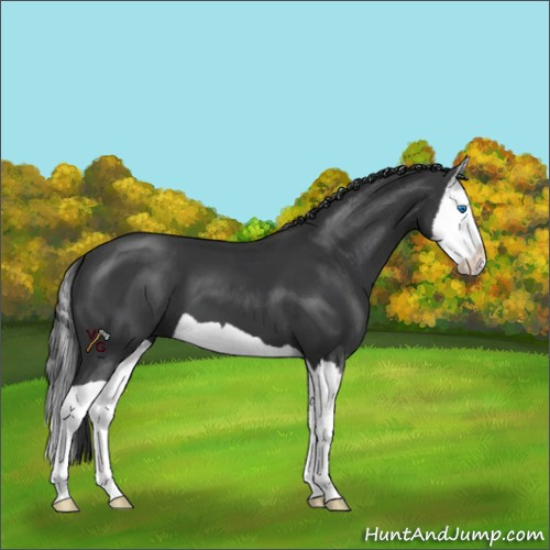 Horse Color:Black Splash 