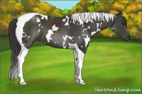 Horse Color:White Spotted Smoky Black Tobiano 