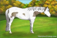 Horse Color:Smoky Grullo Splash Tobiano Rabicano