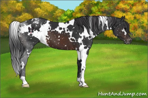 Horse Color:White Spotted Brown Appaloosa 