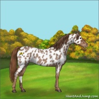 Horse Color:Red Roan Appaloosa 