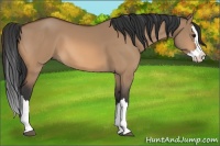 Horse Color:Bay Dun Splash 