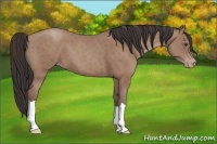 Horse Color:Classic Champagne 