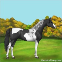 Horse Color:Black Tobiano 