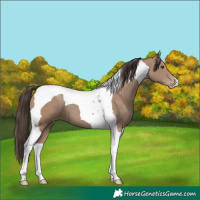 Horse Color:Classic Champagne Tobiano 