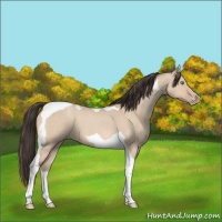 Horse Color:Amber Champagne Dun Tobiano 