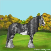 Horse Color:White Spotted Black Sabino Frame 