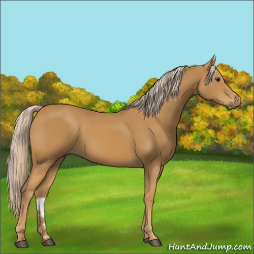 Horse Color:Palomino