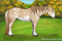 Horse Color:White Spotted Red Dun Sabino Frame