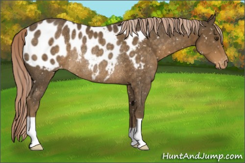 Horse Color:Chocolate Palomino Appaloosa Rabicano 