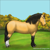 Horse Color:Gray Buckskin