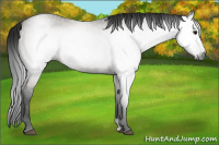Horse Color:Gray Grullo 