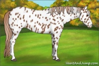 Horse Color:Chestnut Appaloosa 