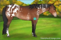 Horse Color:White Spotted Brown Blanket 