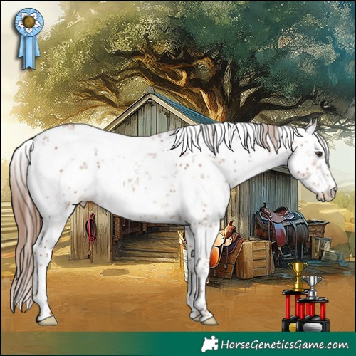 Horse Color:White Spotted Chestnut Sabino Blanket