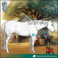 Horse Color:White Spotted Chestnut Sabino Appaloosa 