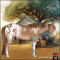 Horse Color:White Spotted Chestnut Sabino Appaloosa 