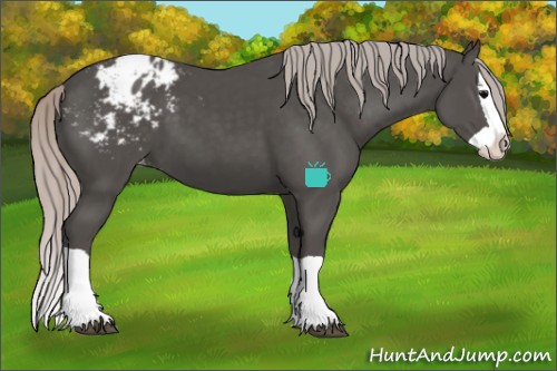 Horse Color:Silver Black Splash Appaloosa 