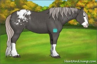 Horse Color:Silver Black Splash Appaloosa