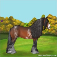 Horse Color:White Spotted Bay Sabino Frame 