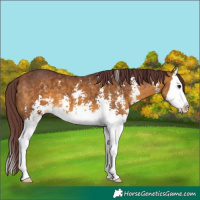 Horse Color:Chocolate Buckskin Sabino Splash 