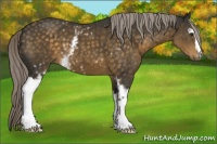 Horse Color:White Spotted Chocolate Palomino