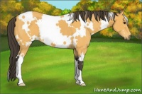 Horse Color:White Spotted Buckskin
