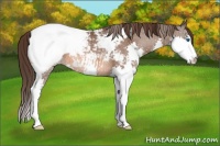 Horse Color:Bay Splash Appaloosa Rabicano 