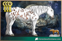 Horse Color:Brown Sabino Blanket Rabicano