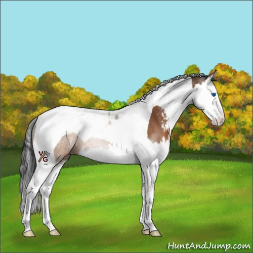 Horse Color:Bay Sabino Splash Tobiano 