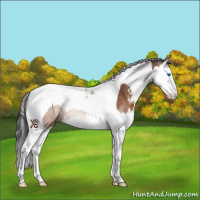 Horse Color:Bay Sabino Splash Tobiano 