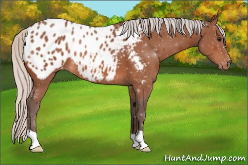 Horse Color:Silver Bay Appaloosa 