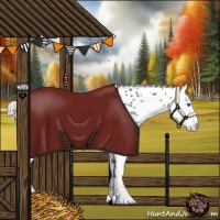 Horse Color:Silver Black Sabino Splash Appaloosa
