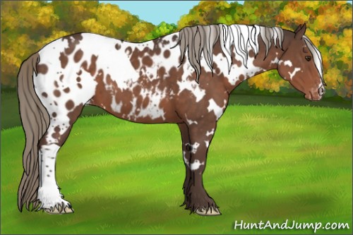 Horse Color:White Spotted Liver Chestnut Mushroom Appaloosa 