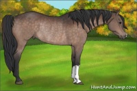 Horse Color:Brown Rabicano 