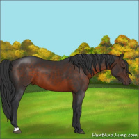 Horse Color:Brown 