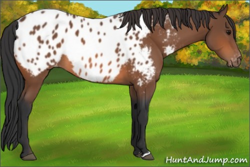Horse Color:Bay Appaloosa Rabicano 
